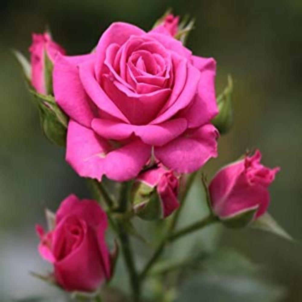 Meet your Posher, Diana